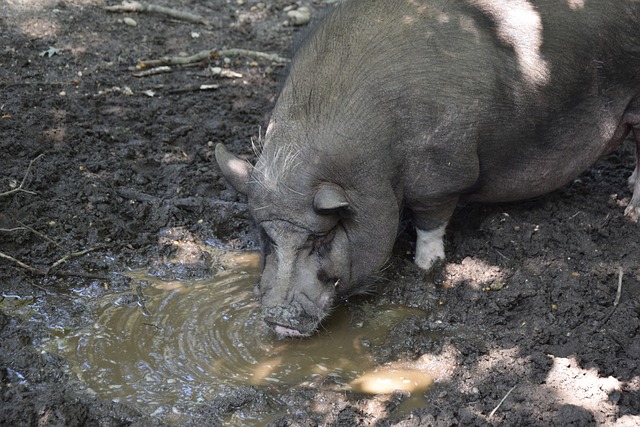 化交流的友 化交流的友
