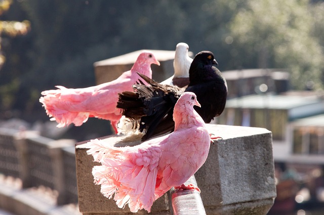 他们依然通 他们依然通